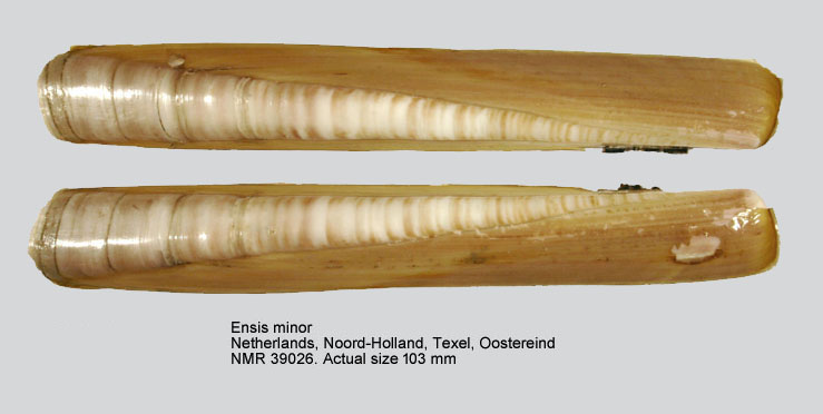 Ensis minor.jpg - Ensis minor(Chenu,1843)
